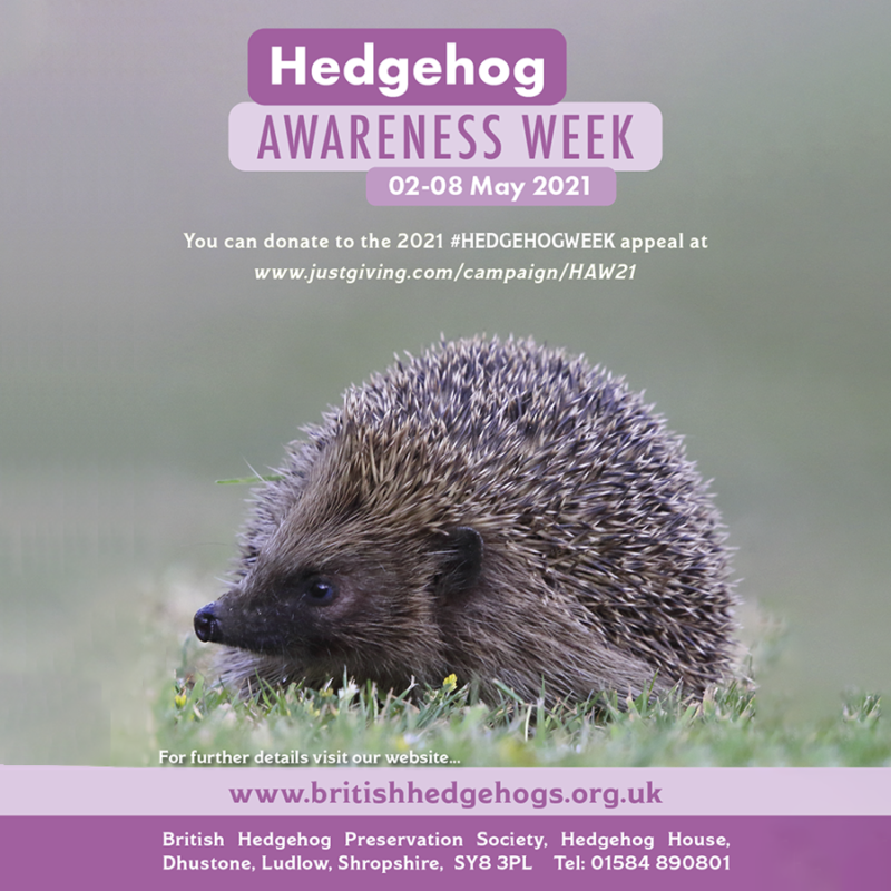 The British Hedgehog Preservation Society - The British Hedgehog ...